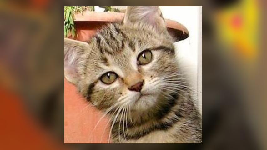 Dianna's Test Article